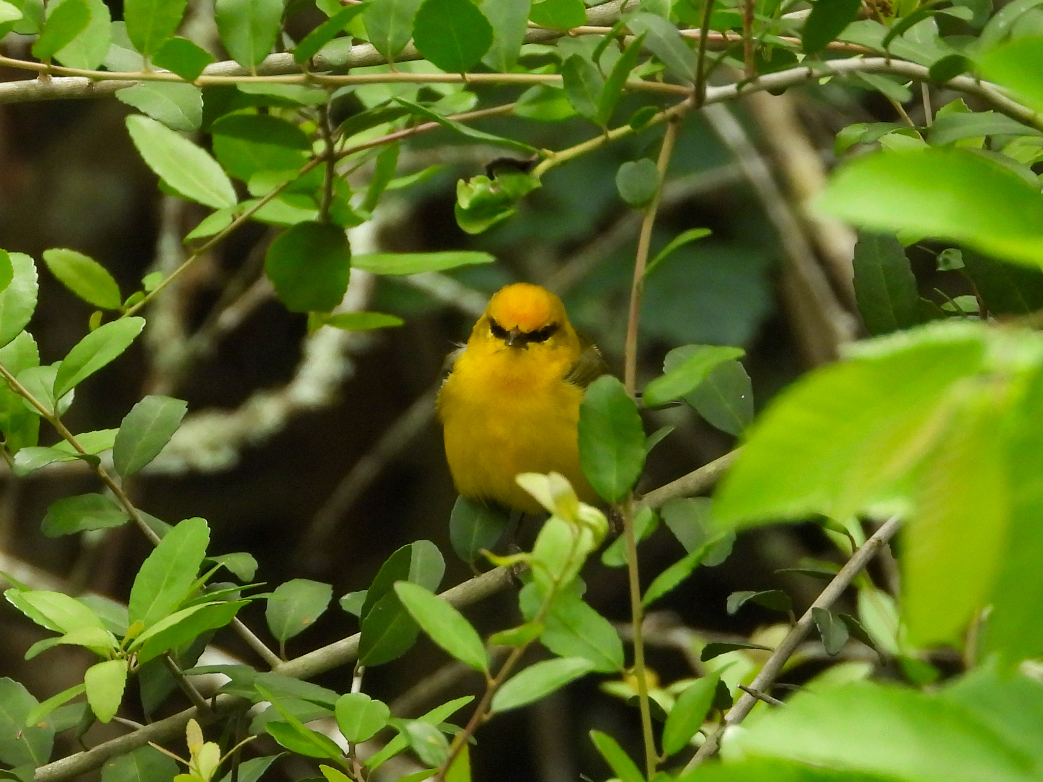 Blue-winged Warbler (Vermivora cyanoptera), photo 5