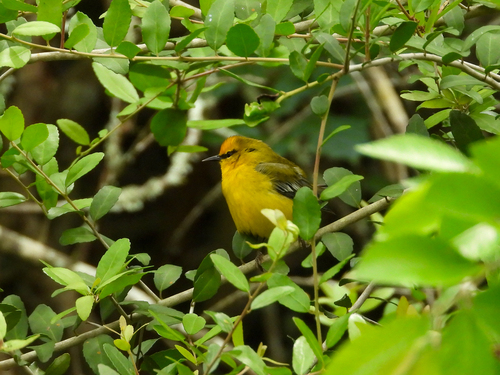 Blue-winged Warbler (Vermivora cyanoptera), photo 4