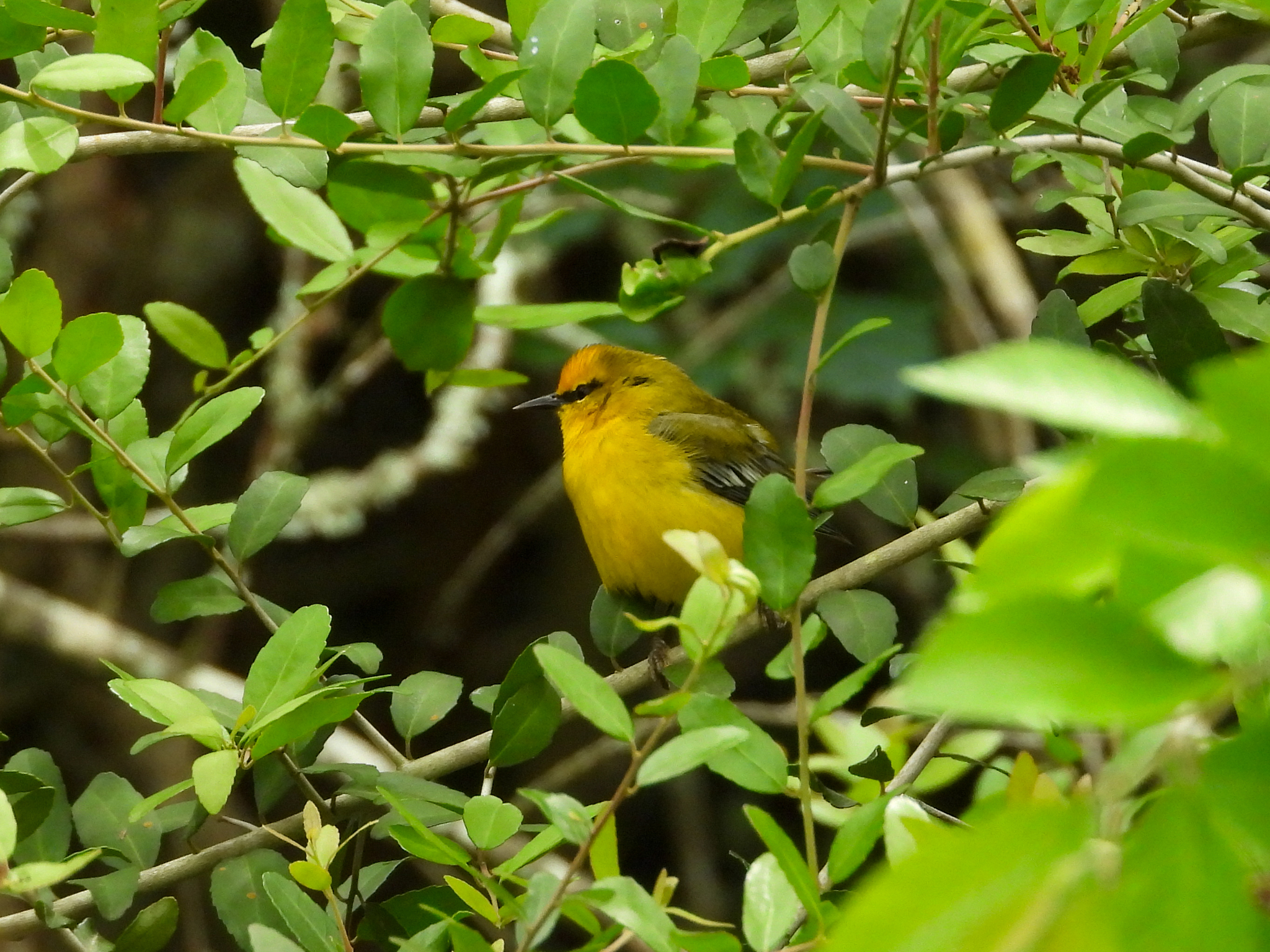 Blue-winged Warbler (Vermivora cyanoptera), photo 4