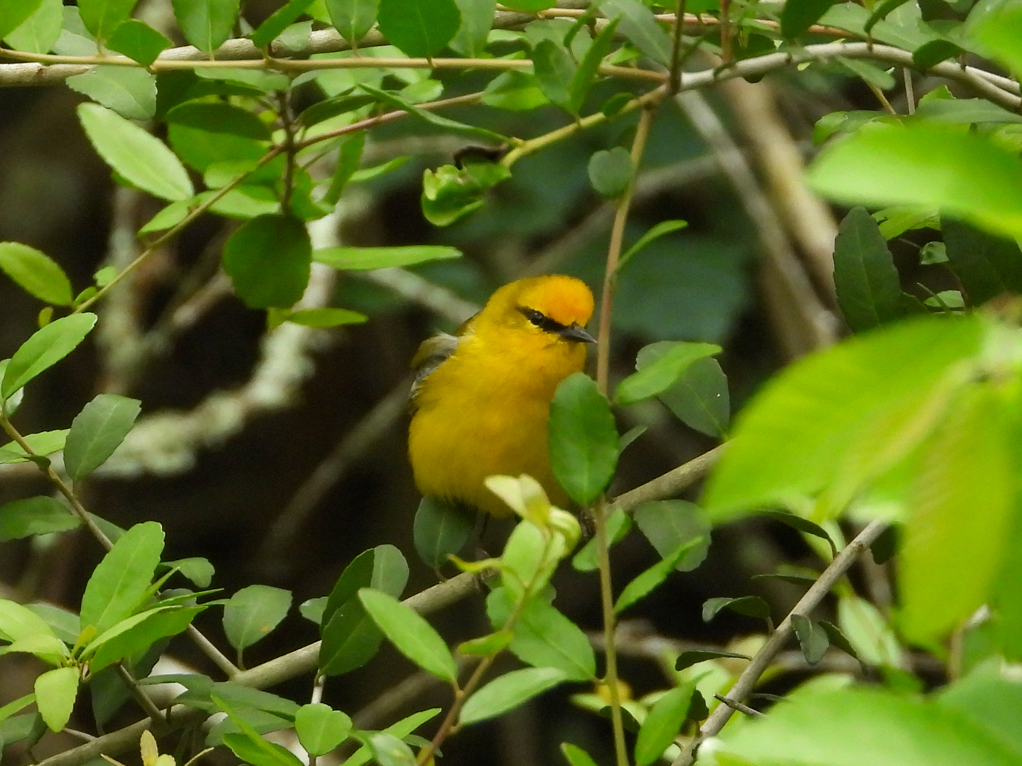 Blue-winged Warbler (Vermivora cyanoptera), photo 10