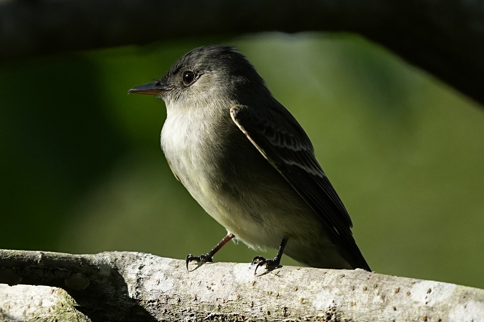 Eastern Wood Pewee (Contopus virens), photo 3