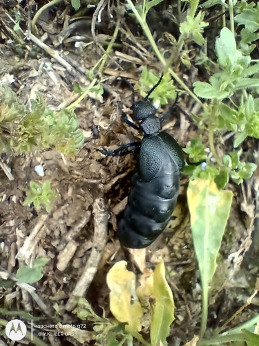 Meloe cicatricosus