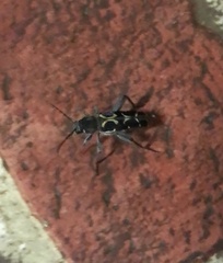 Neoclytus conjunctus