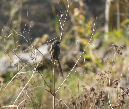 Himalayan Prinia (Prinia crinigera), photo 3