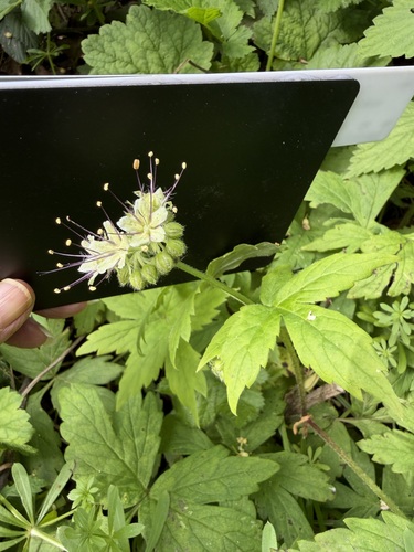 Pacific waterleaf (Hydrophyllum tenuipes)