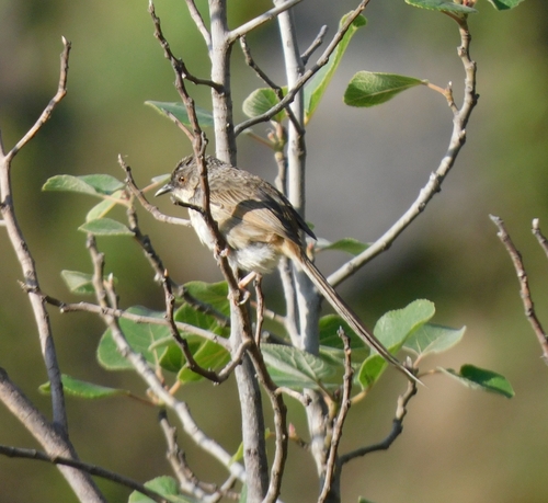 Himalayan Prinia (Prinia crinigera), photo 7