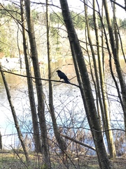 Corvus brachyrhynchos caurinus