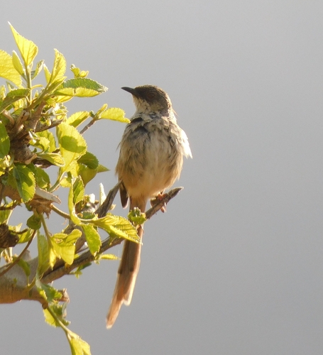 Himalayan Prinia (Prinia crinigera), photo 6