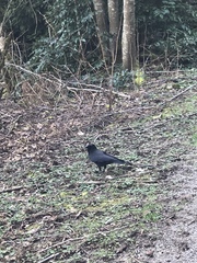 Corvus brachyrhynchos caurinus