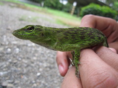 Anolis biporcatus