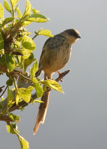 Himalayan Prinia (Prinia crinigera), photo 7