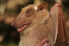 Epomophorus crypturus