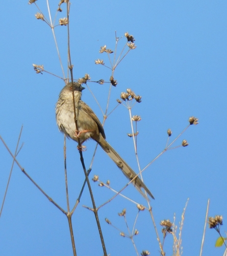Himalayan Prinia (Prinia crinigera), photo 8