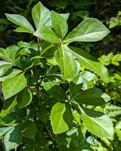 Eleutherococcus spinosus observed 2026-04-19