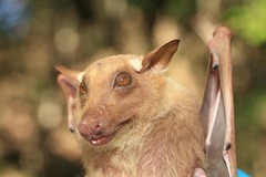 Epomophorus crypturus