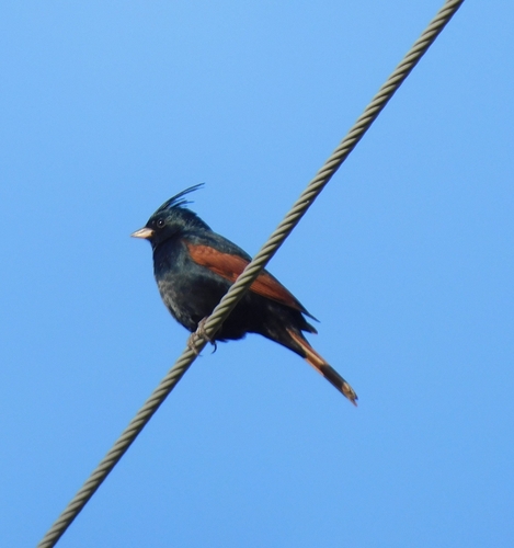 Crested Bunting (Emberiza lathami), photo 4