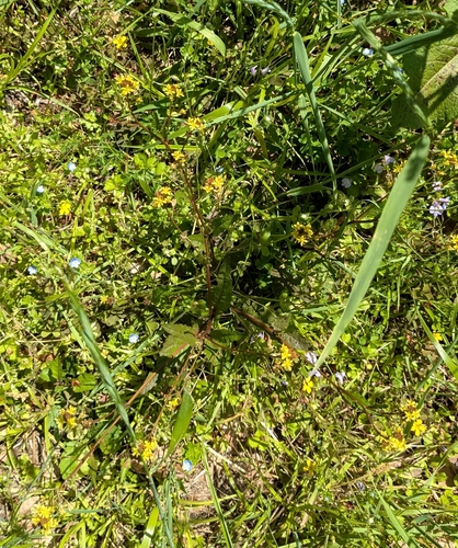 Rorippa indica, photograph 4