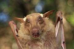 Epomophorus crypturus