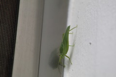 Chloroscirtus forcipatus