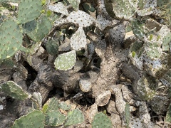 Opuntia alta