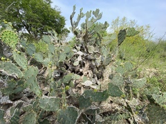 Opuntia alta