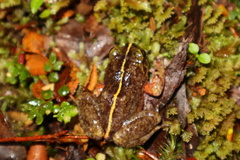Eupsophus emiliopugini