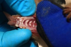 Epomophorus crypturus