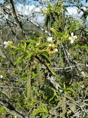 Chamaebatia australis