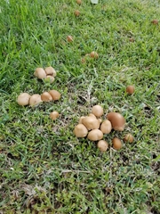 Candolleomyces candolleanus