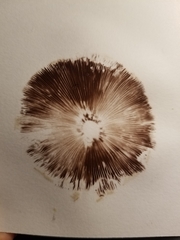 Candolleomyces candolleanus