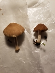 Candolleomyces candolleanus