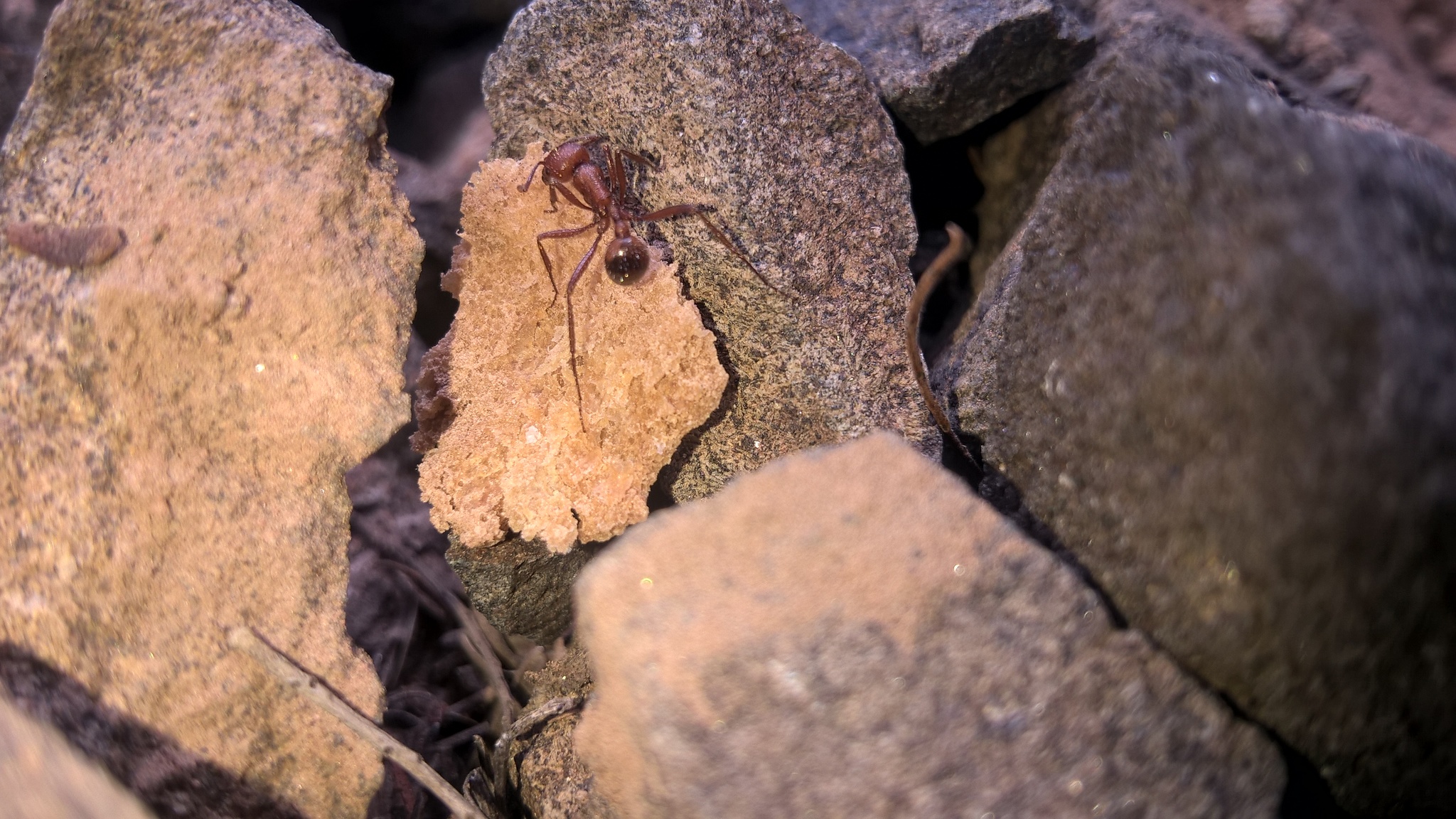 Pogonomyrmex pencosensis
