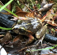 Eupsophus emiliopugini