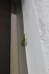 Chloroscirtus forcipatus