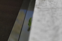 Chloroscirtus forcipatus