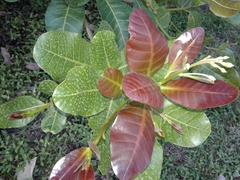 Anacardium