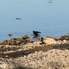 Corvus brachyrhynchos caurinus