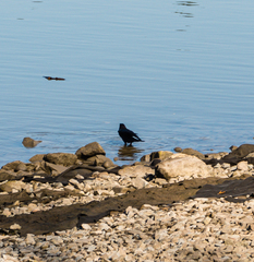 Corvus brachyrhynchos caurinus
