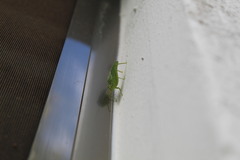 Chloroscirtus forcipatus