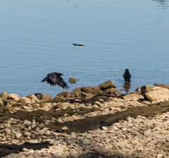 Corvus brachyrhynchos caurinus