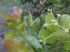 Anacardium
