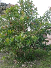 Anacardium