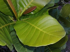 Anacardium
