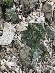 Dudleya cymosa pumila