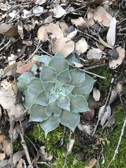 Dudleya cymosa pumila