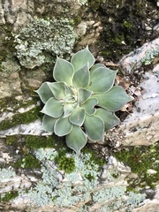 Dudleya cymosa pumila