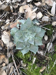 Dudleya cymosa pumila