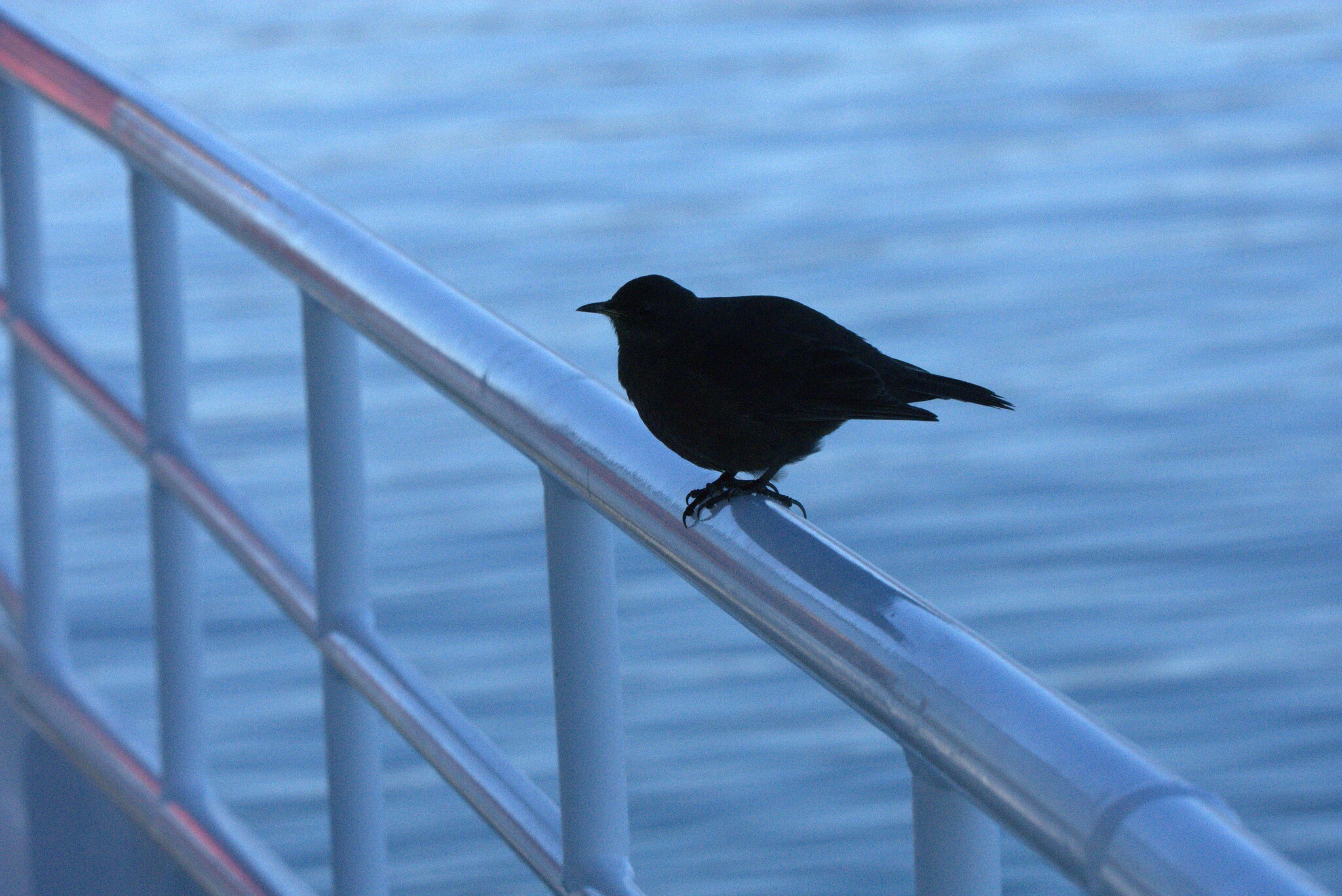 Blackish Cinclodes (Cinclodes antarcticus), photo 8