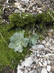 Dudleya cymosa pumila