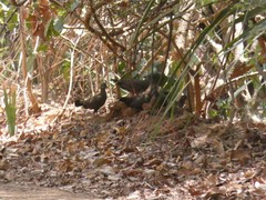 Ptilopachus petrosus